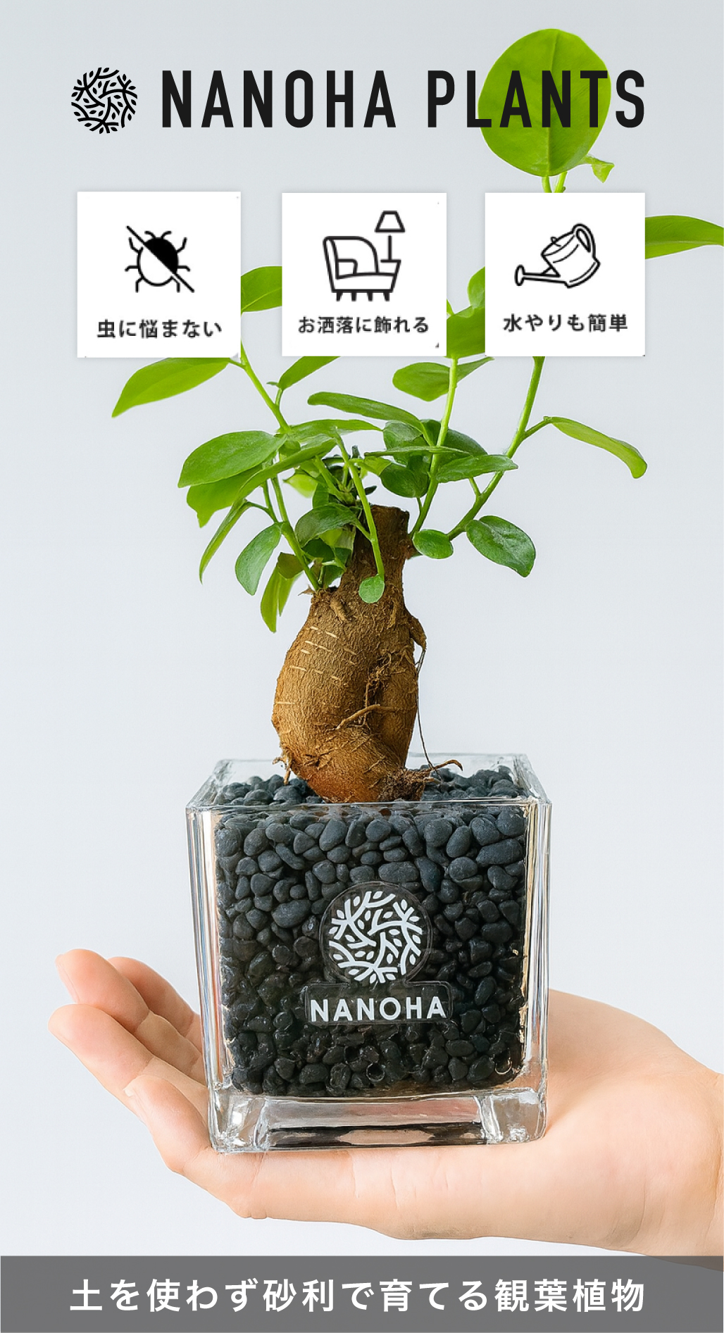 砂利で育てる観葉植物