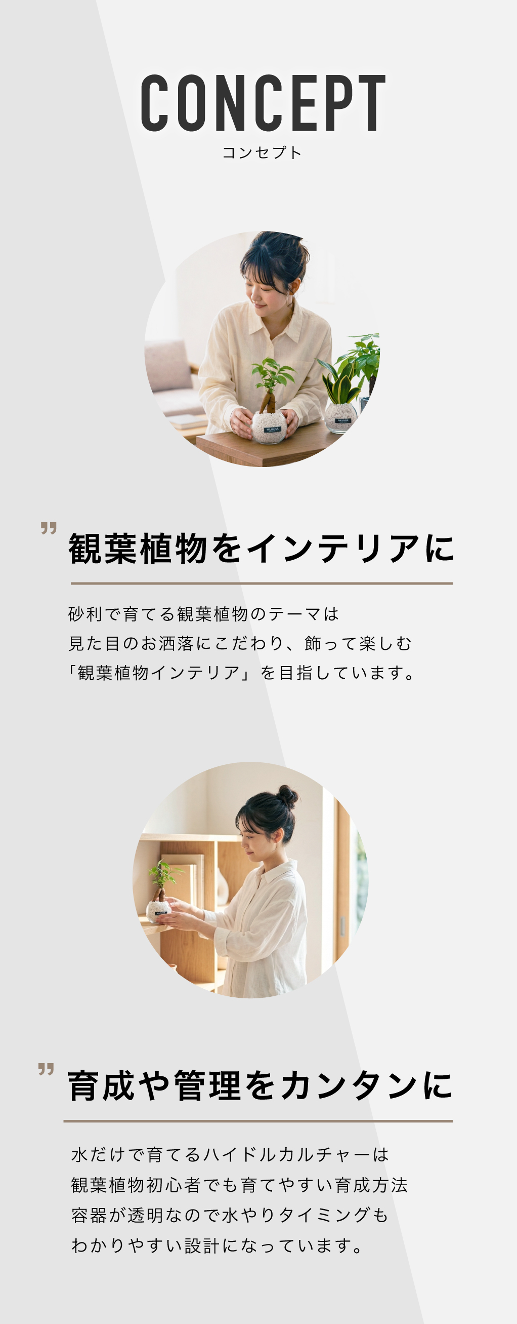 砂利で育てる観葉植物