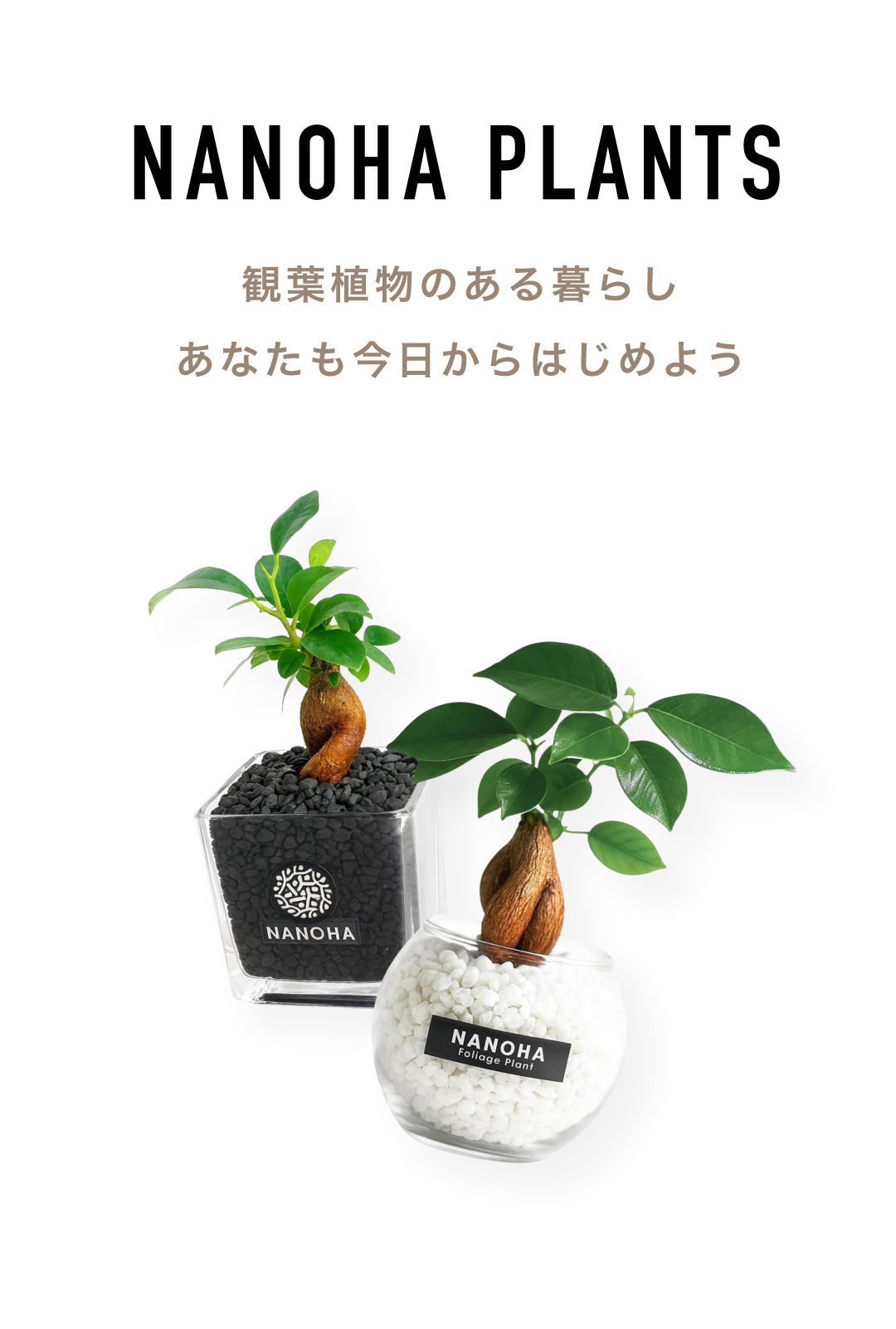 砂利で育てる観葉植物