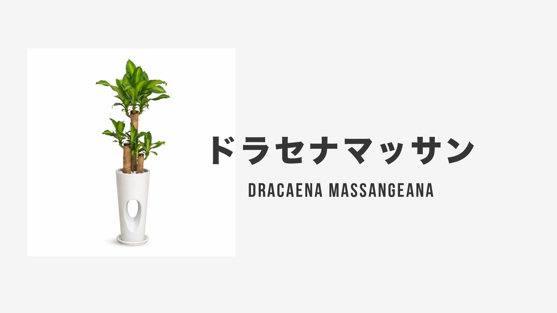 ドラセナ・マッサン