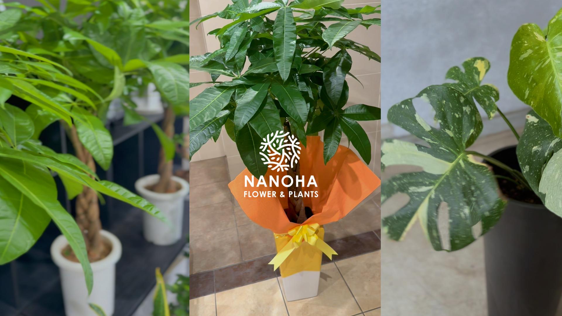 新築祝いに観葉植物の贈り物が喜ばれる理由