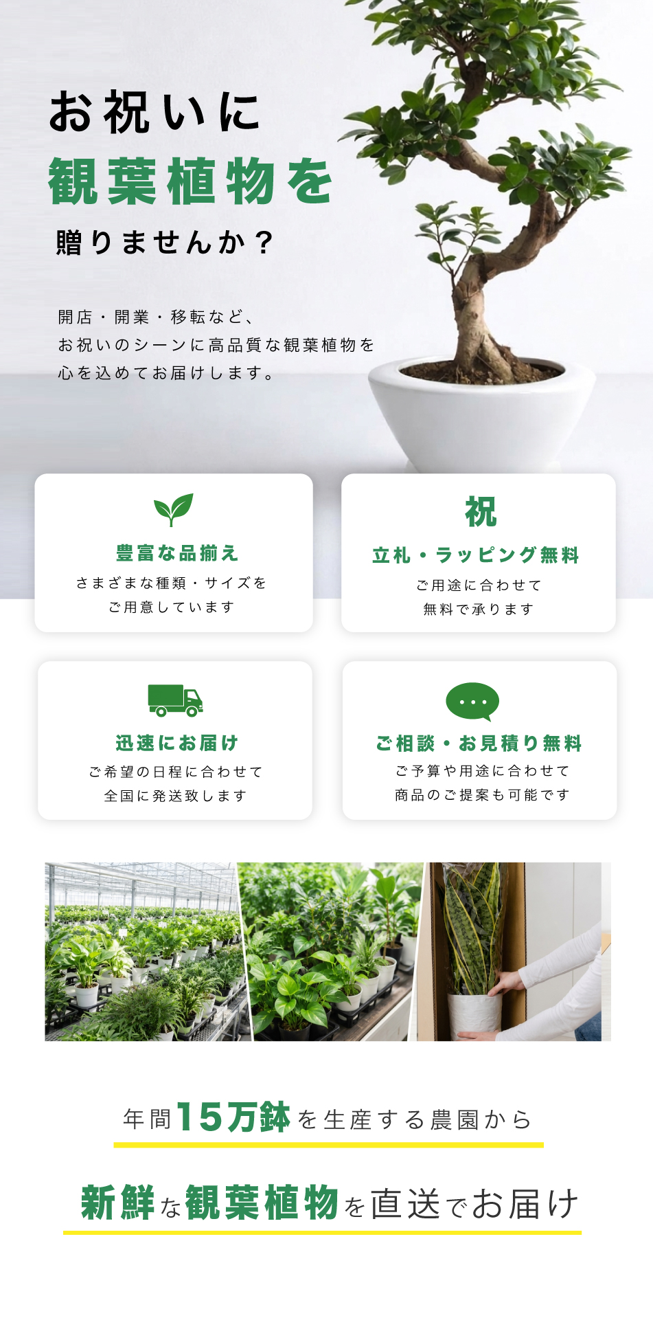 お祝いの観葉植物