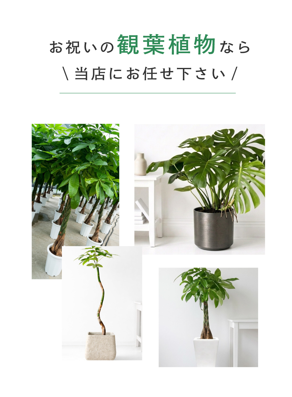 お祝いの観葉植物のご案内