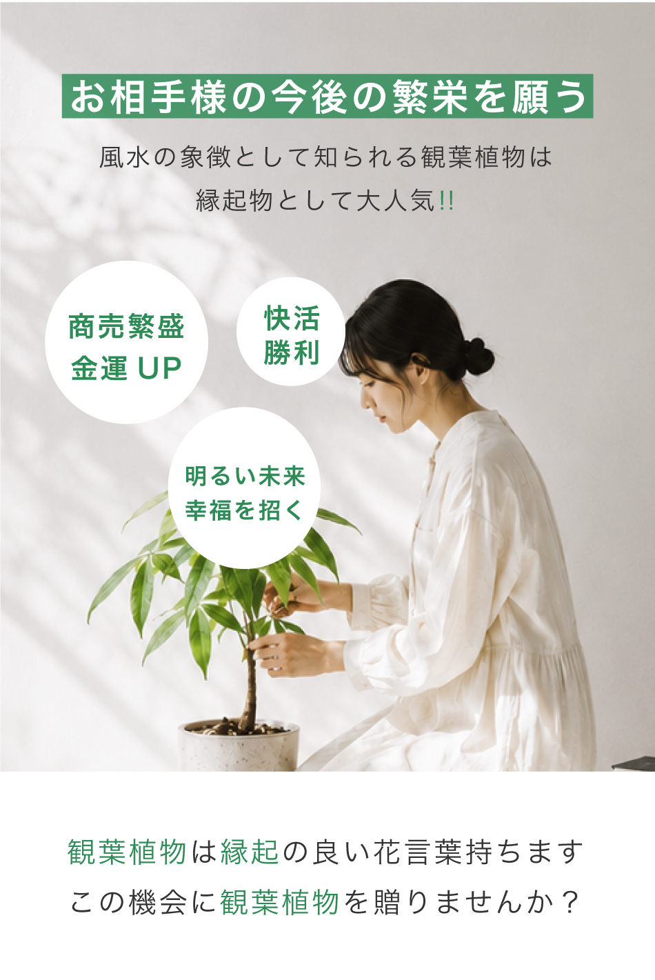 お祝いの観葉植物
