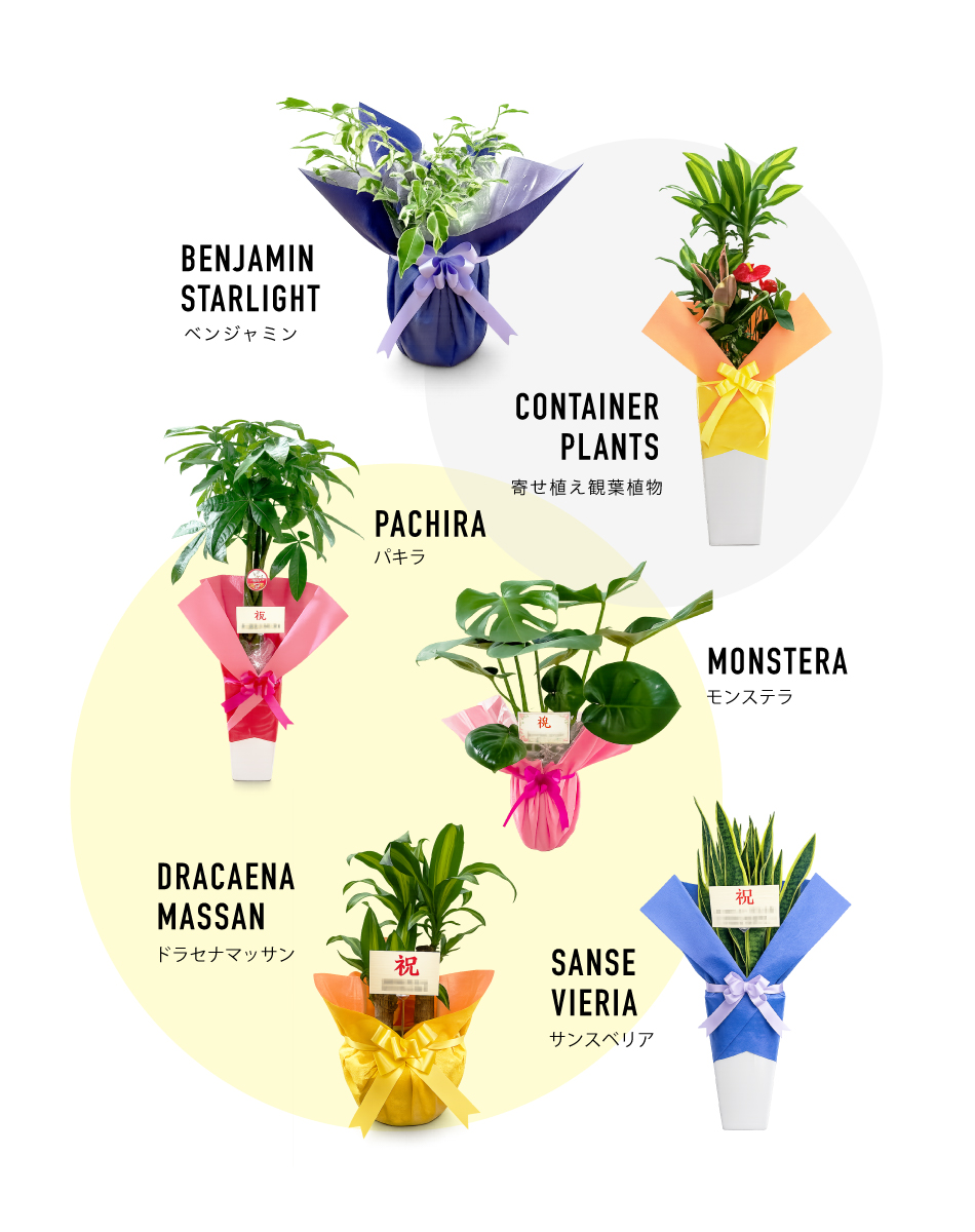 お祝いの観葉植物