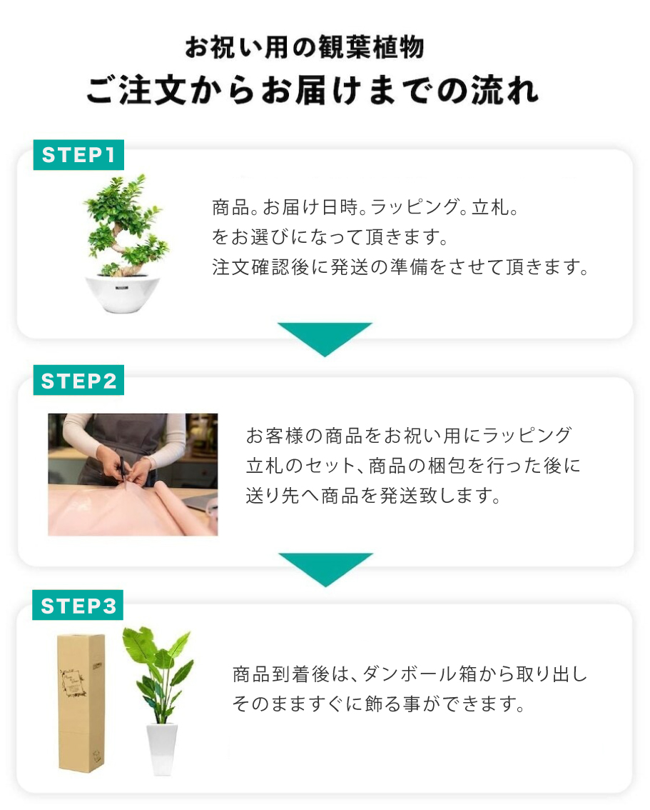 お祝いの観葉植物のご案内