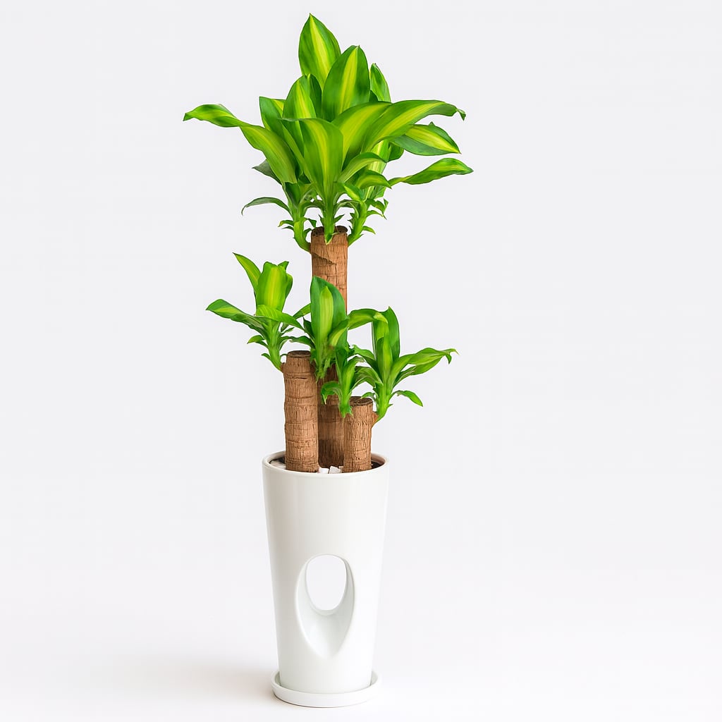 ドラセマッサンお洒落な白陶器