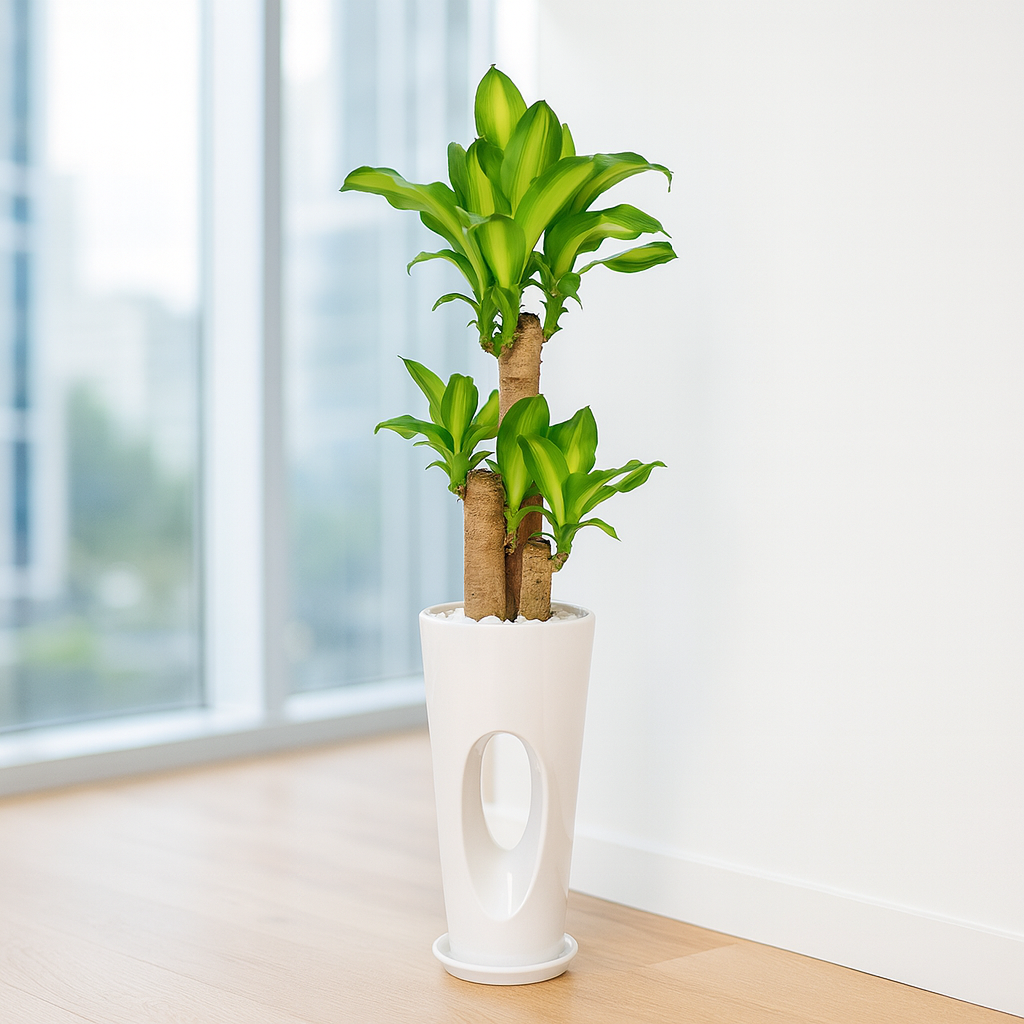 ドラセマッサンお洒落な白陶器3