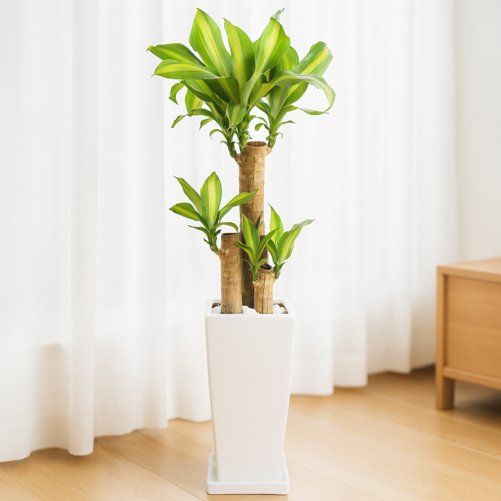 ドラセナマッサン白陶器2