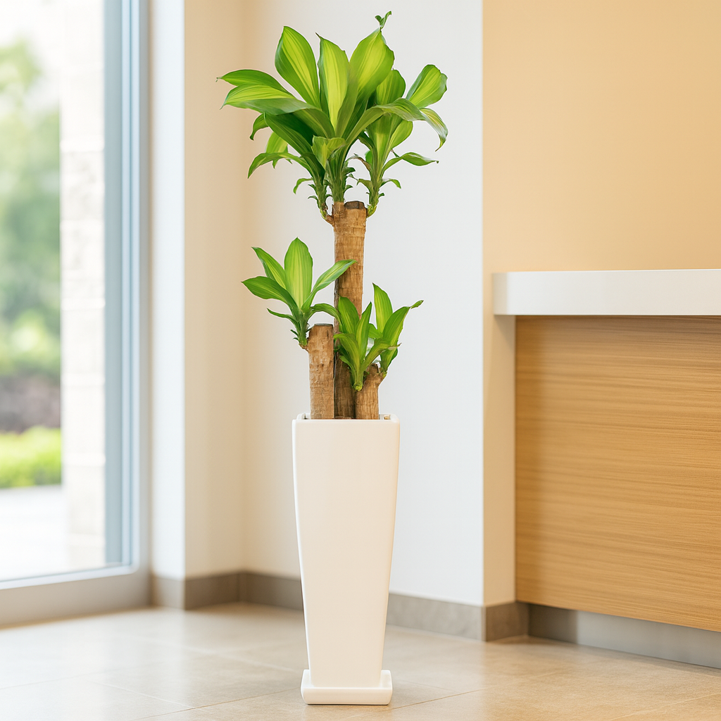 ドラセナマッサン白陶器3