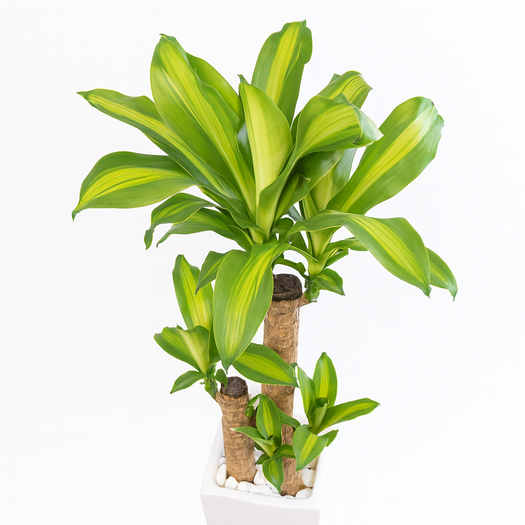 ドラセナマッサン白陶器5