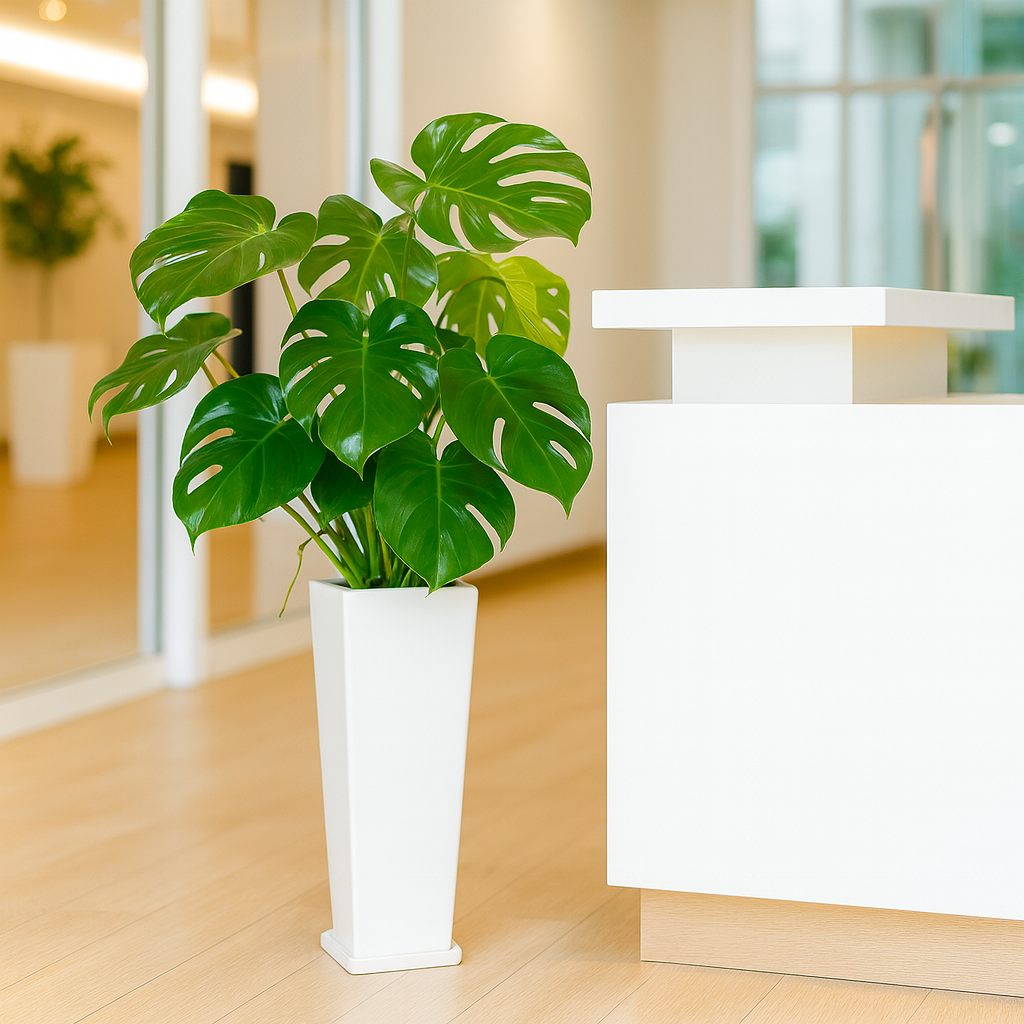 モンステラ白の長角陶器3