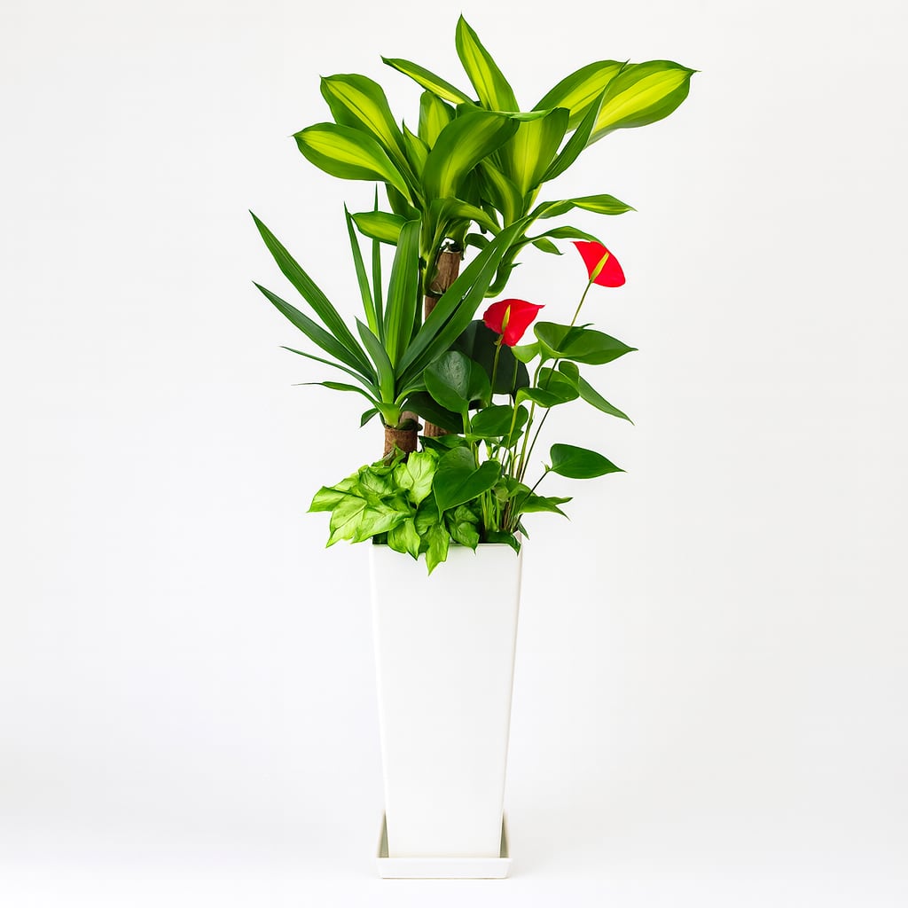 観葉植物の寄せ植え７号