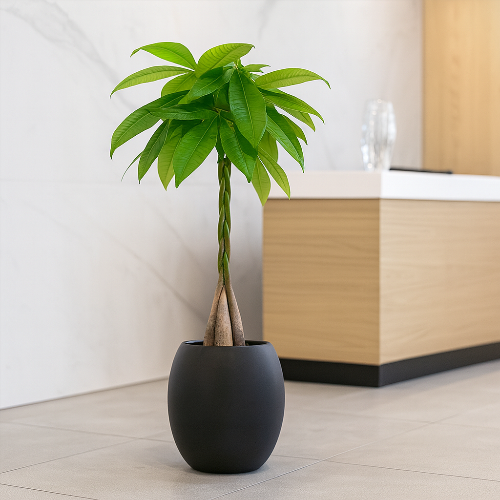 ねじりパキラ黒の丸陶器3