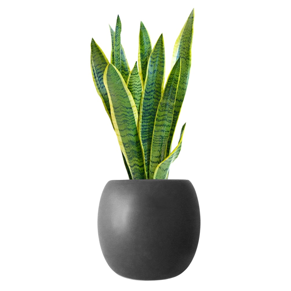 サンスベリア黒の丸陶器