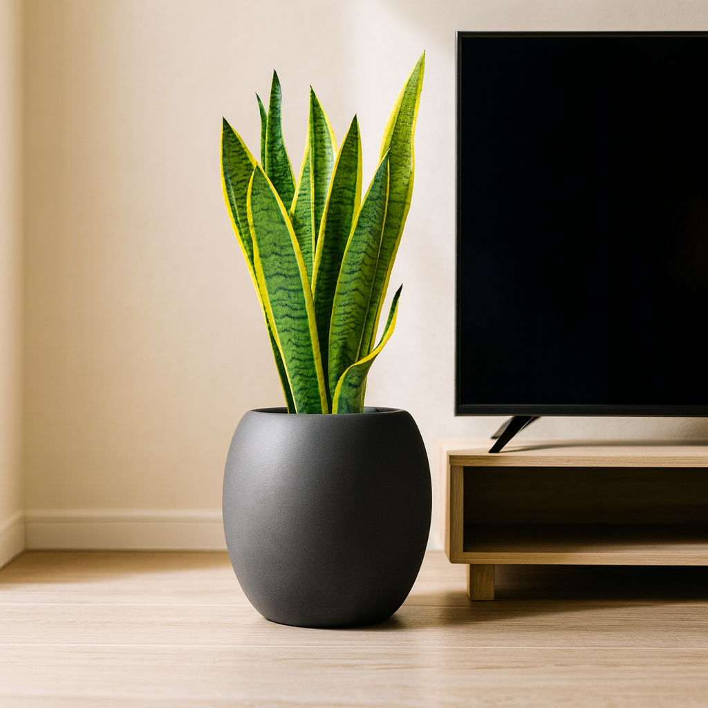 サンスベリア黒の丸陶器2