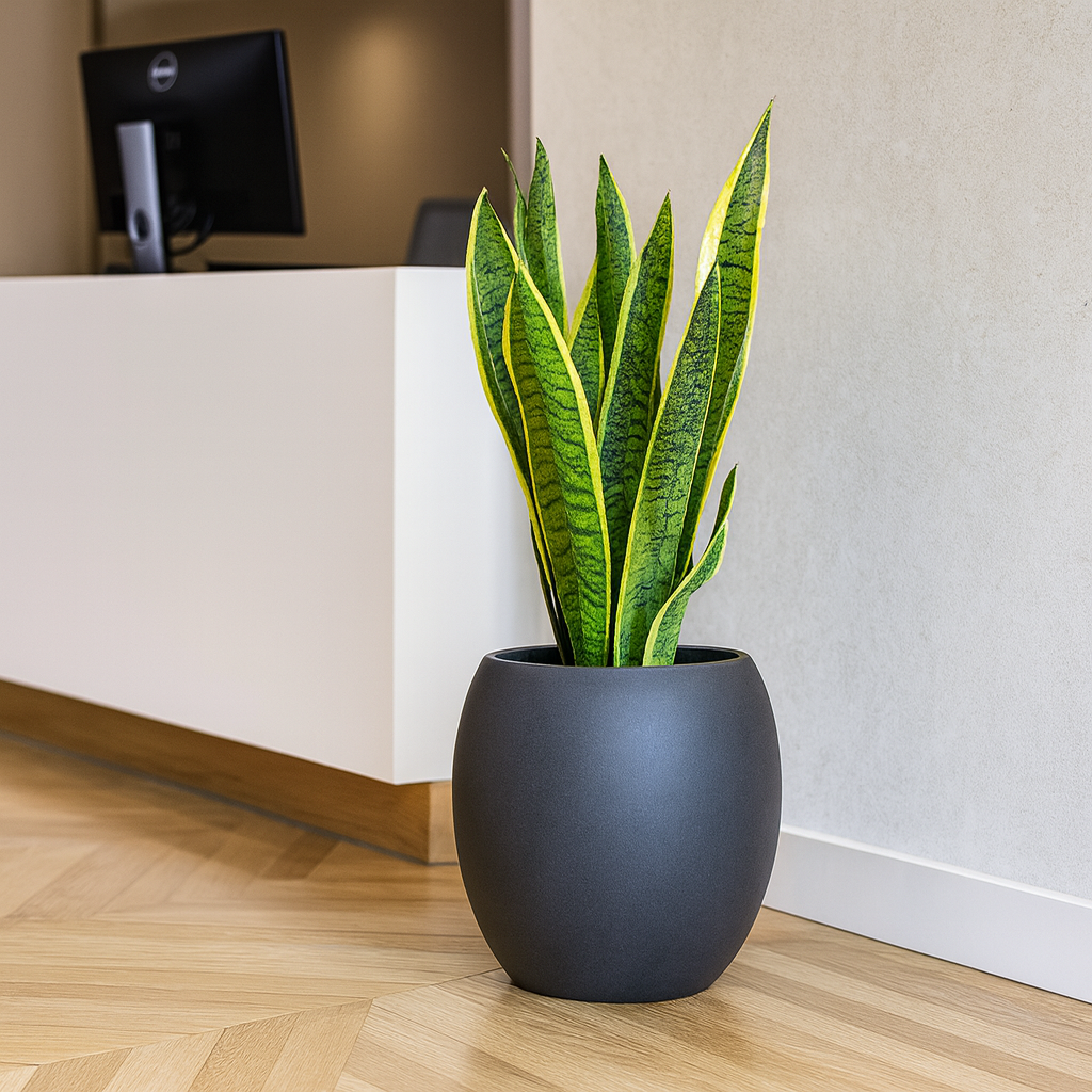 サンスベリア黒の丸陶器3