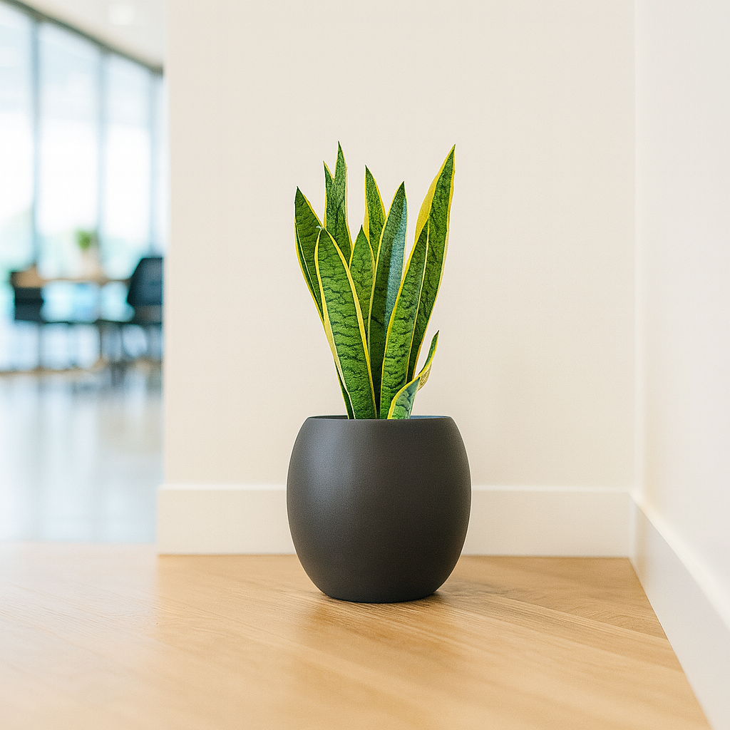 サンスベリア黒の丸陶器4
