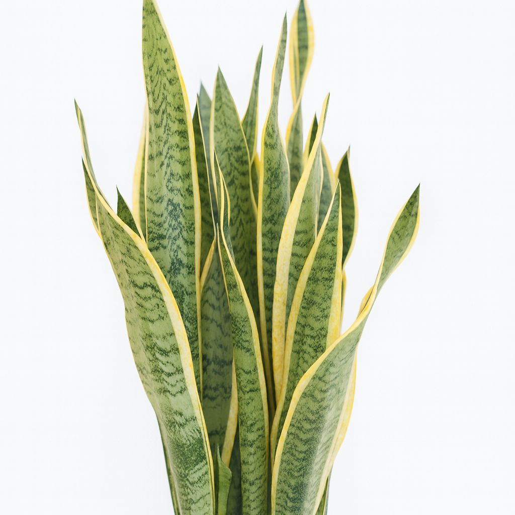 サンスベリア黒の丸陶器5