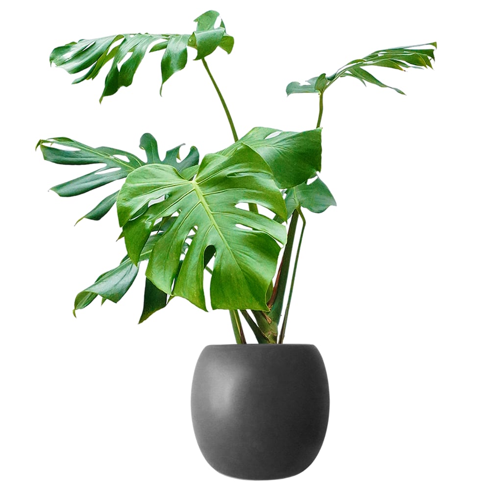 モンステラ黒の丸陶器