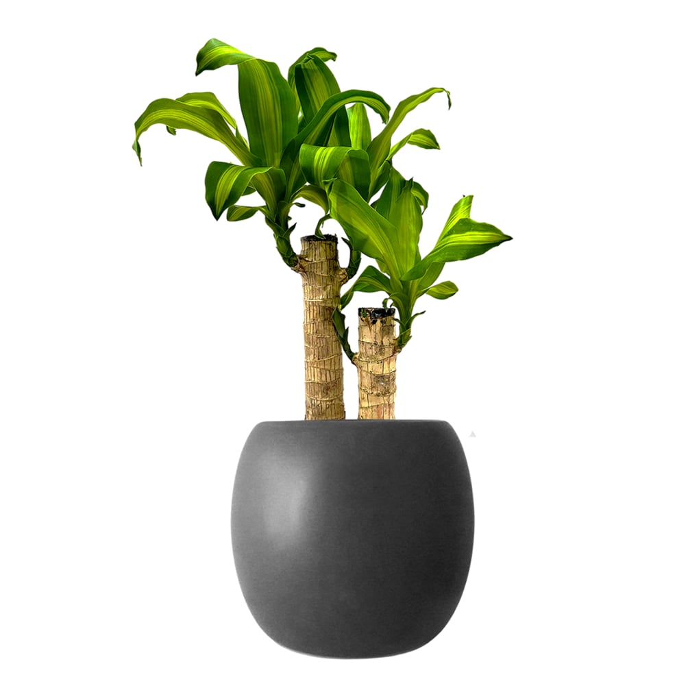 ドラセナマッサン黒の丸陶器