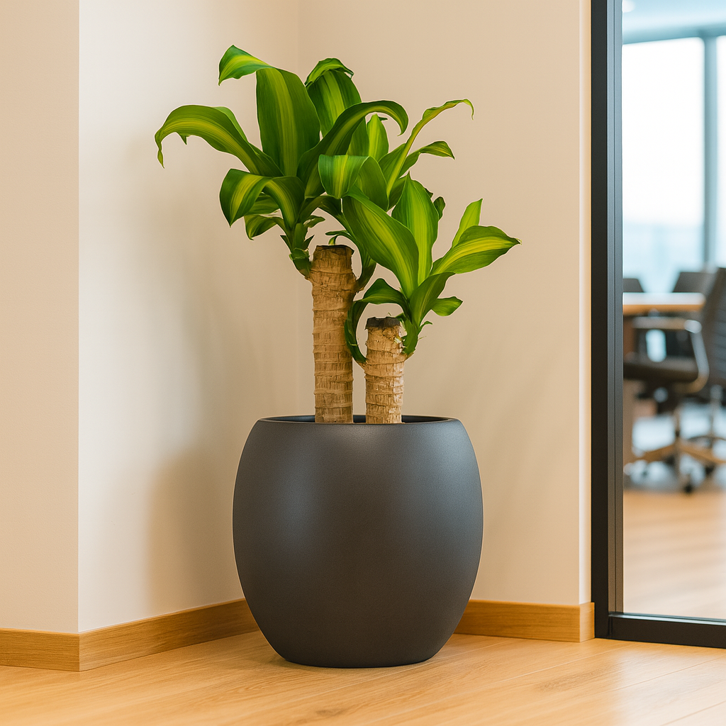 ドラセナマッサン黒の丸陶器4
