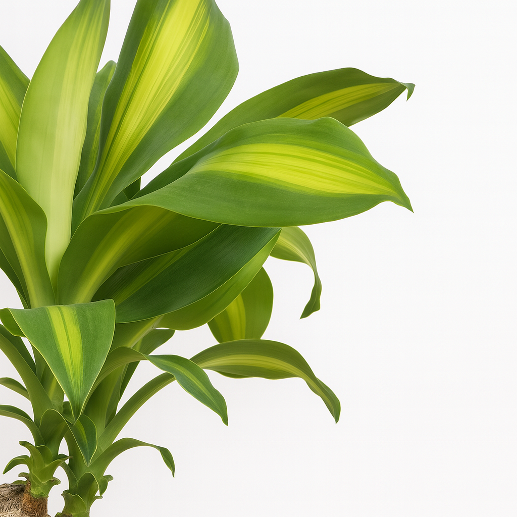 ドラセナマッサン黒の丸陶器5