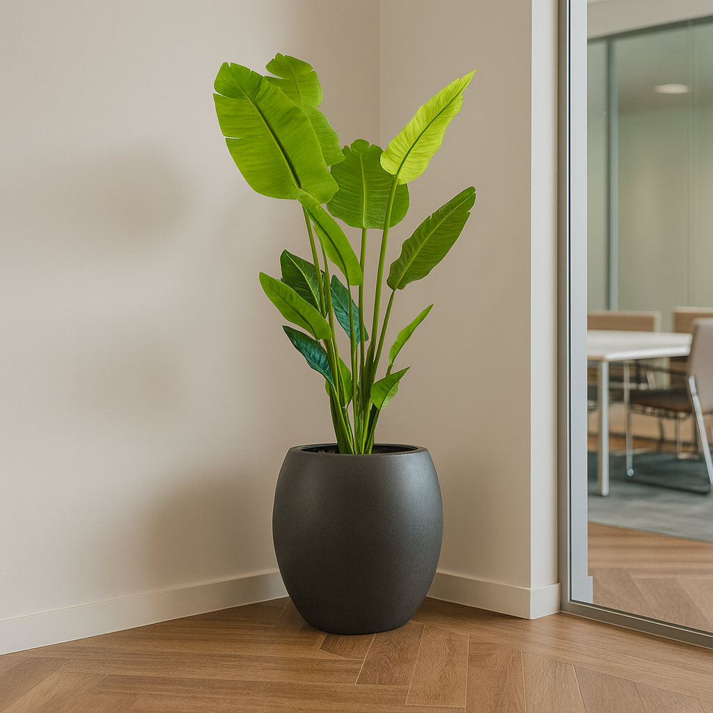 ストレリチア黒の丸陶器4