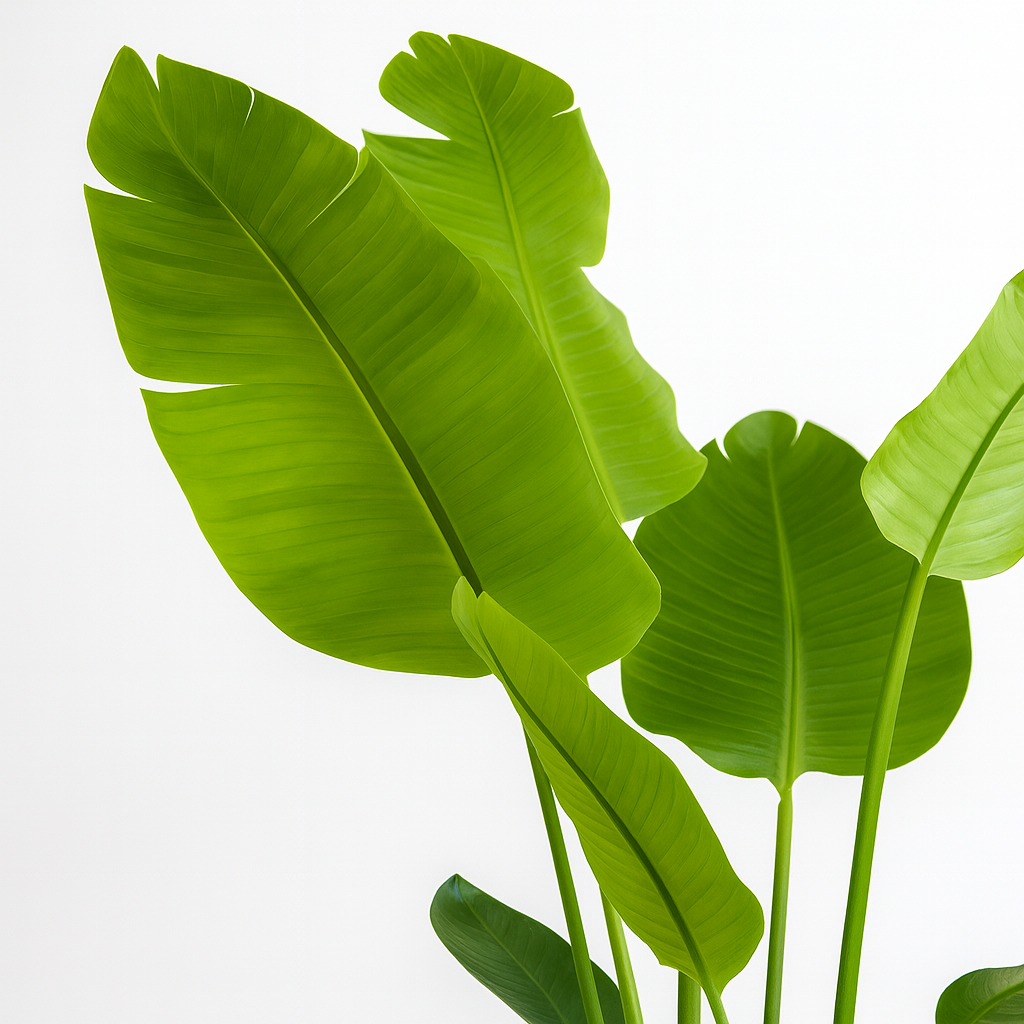 ストレリチア黒の丸陶器5