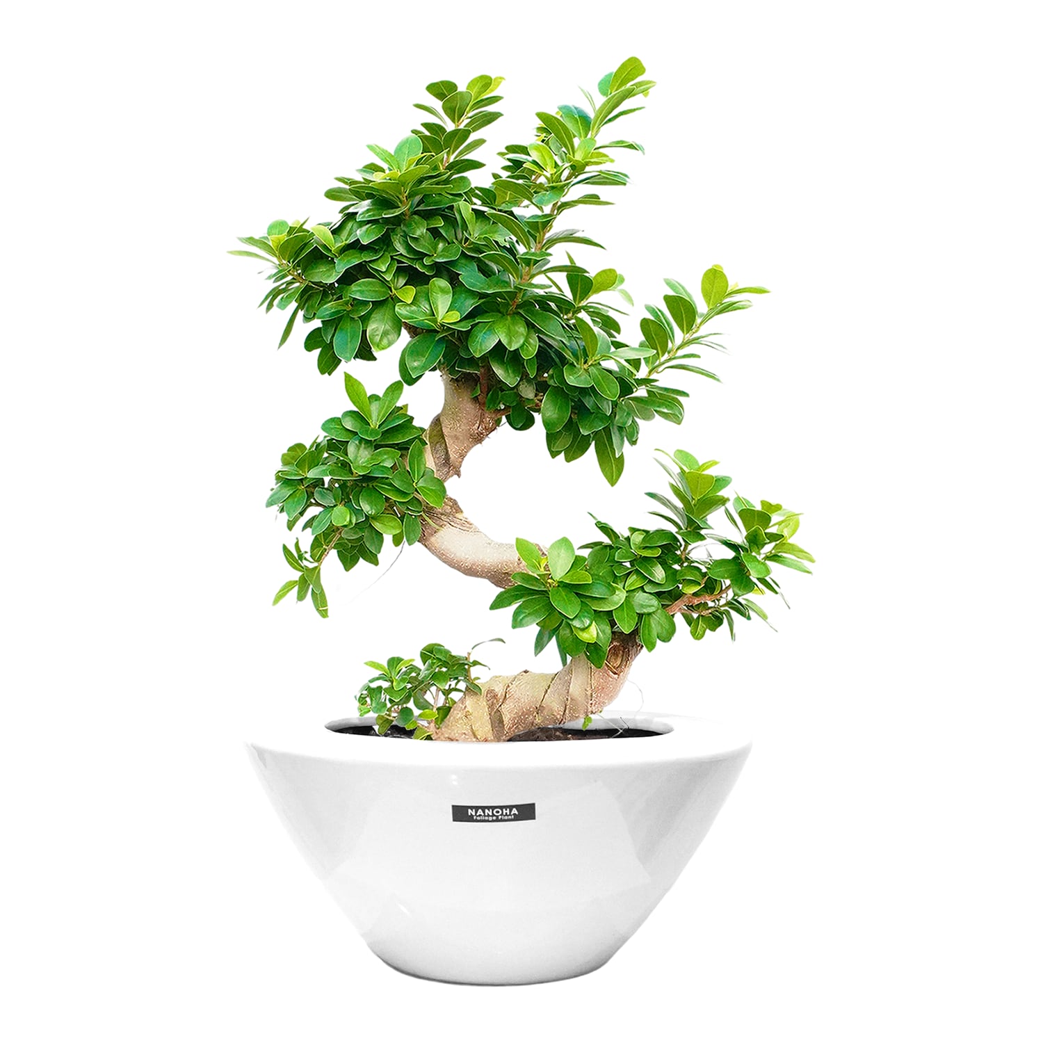 S字曲がり盆栽ガジュマル