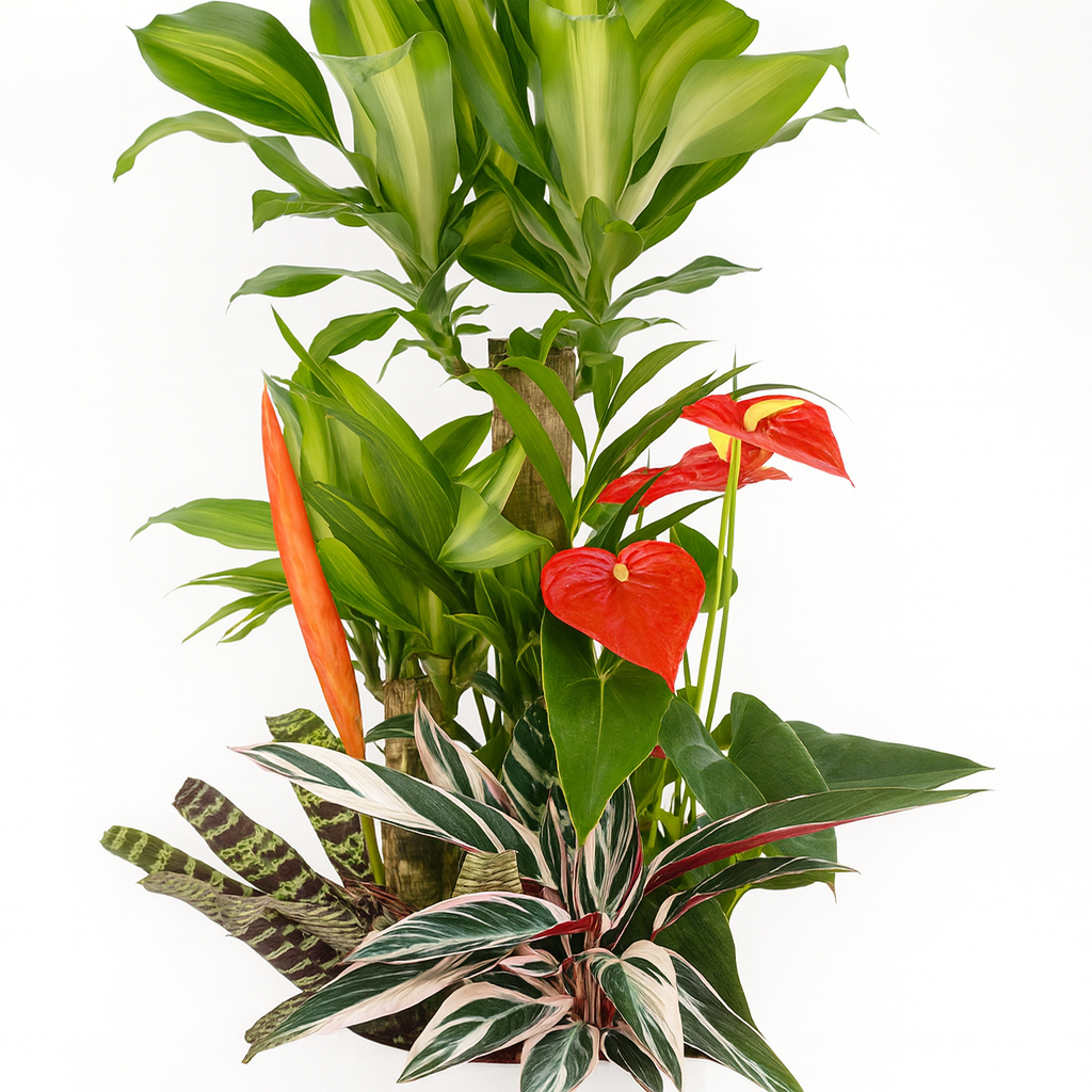 観葉植物の寄せ植え10号サイズ5