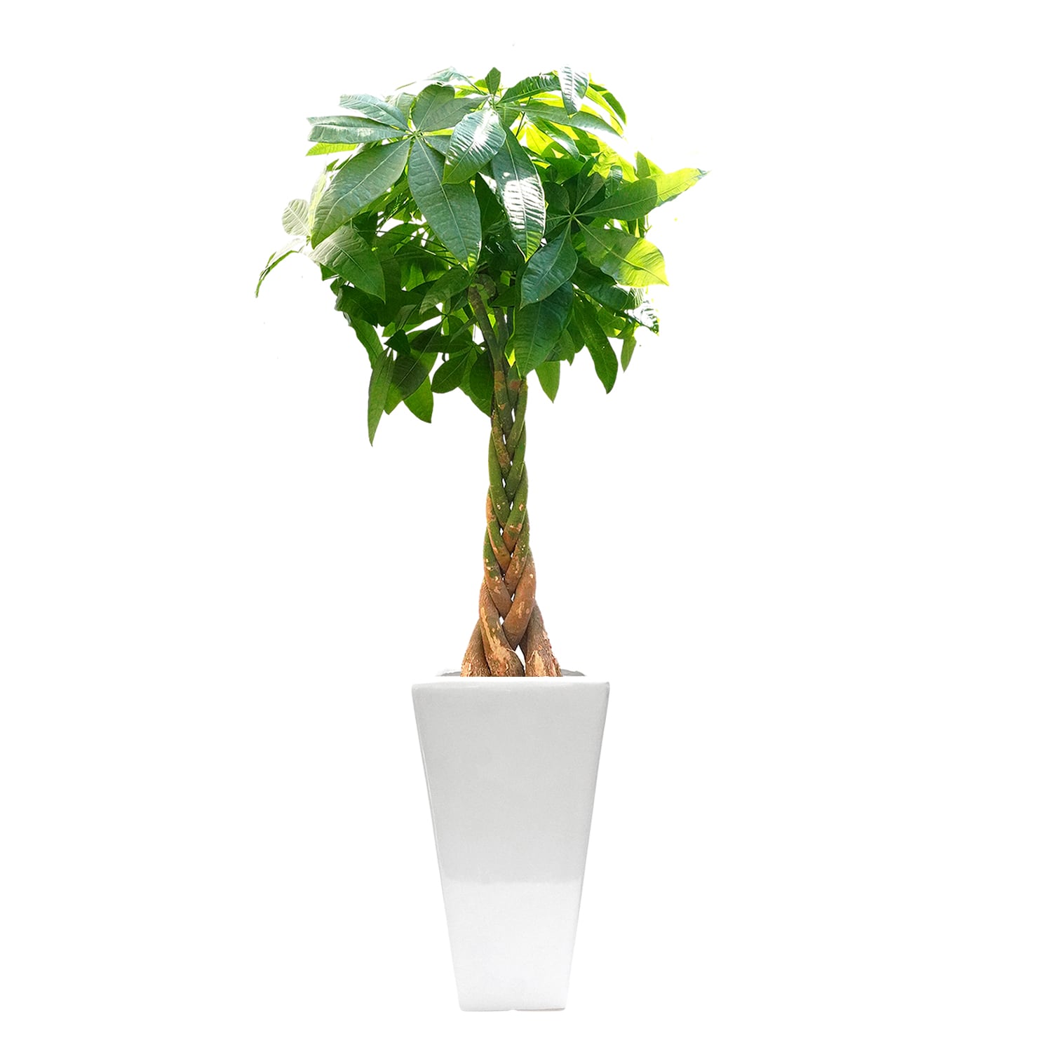 ねじりパキラ 幸運を呼ぶ観葉植物