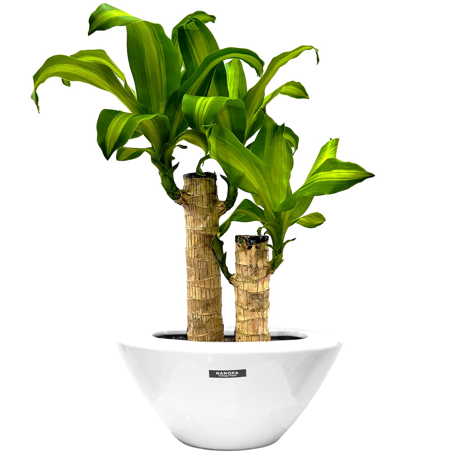 盆栽ガジュマル