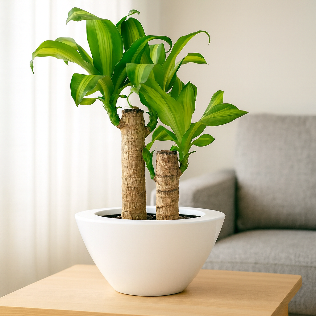 ドラセナマッサン平鉢陶器2