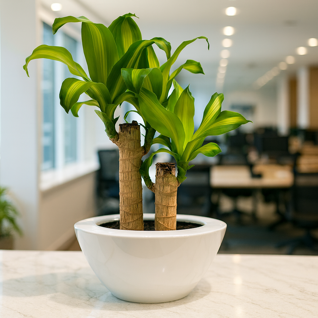 ドラセナマッサン平鉢陶器4