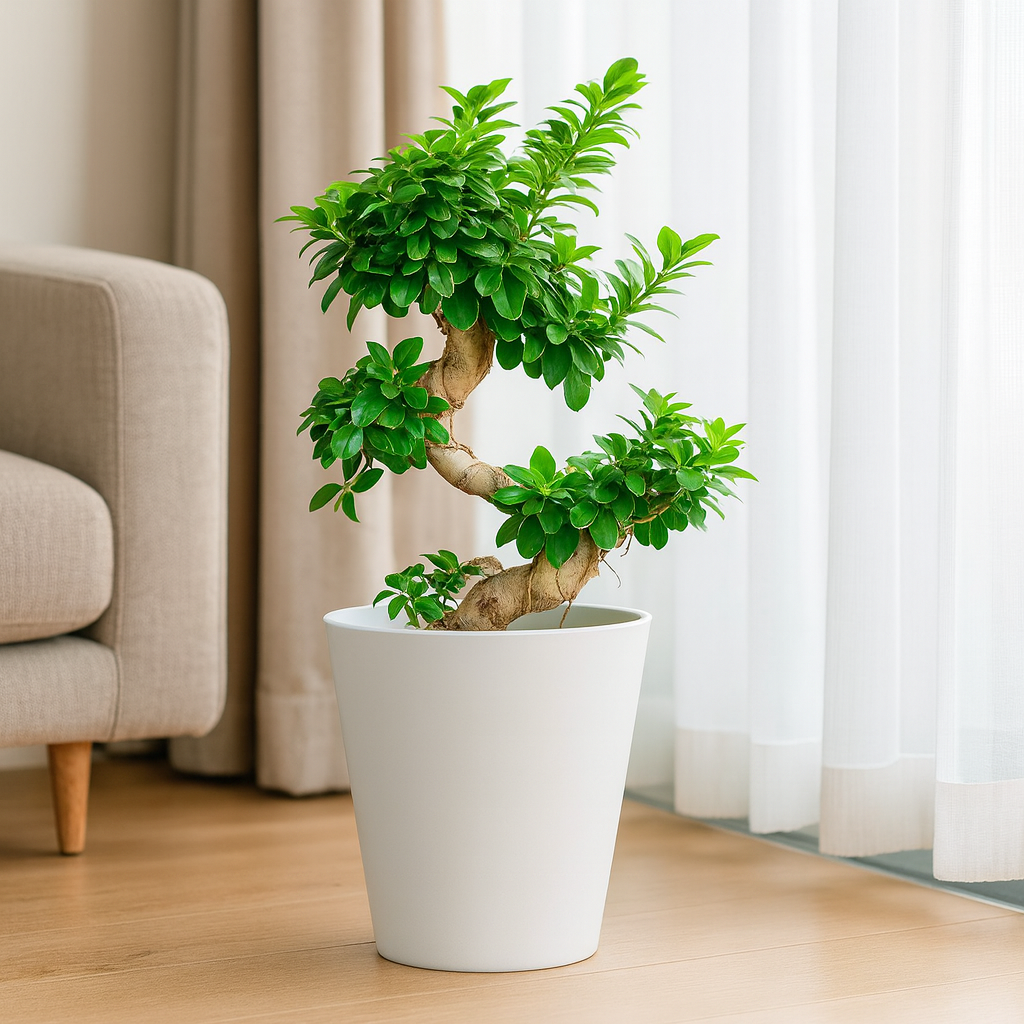 盆栽ガジュマルS字曲がり2