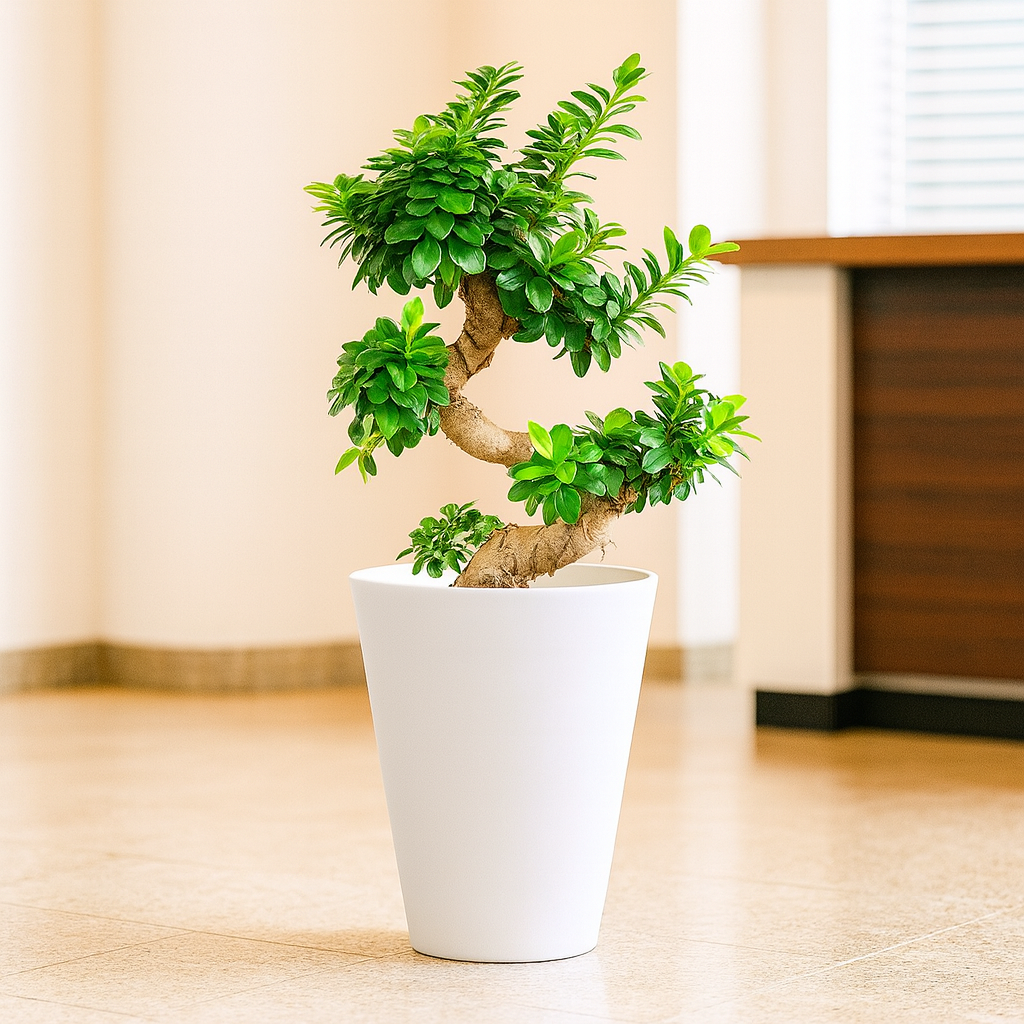 盆栽ガジュマルS字曲がり3