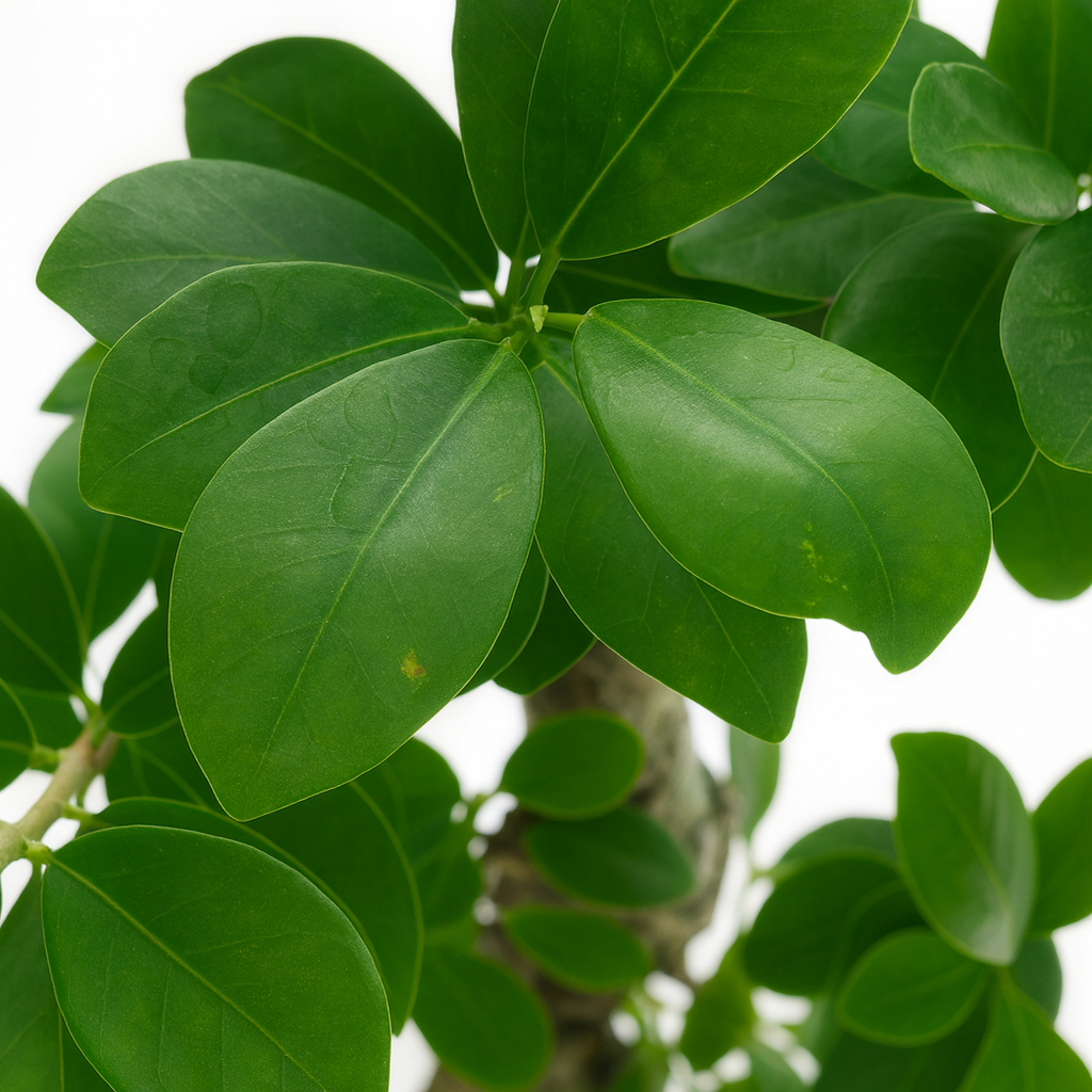 盆栽ガジュマルS字曲がり5