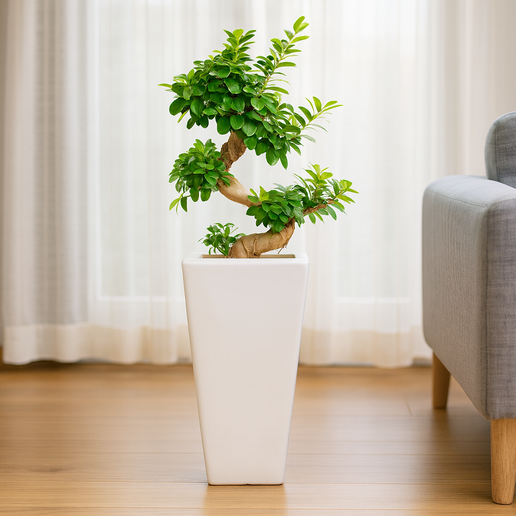 ガジュマルS字曲がり白陶器2