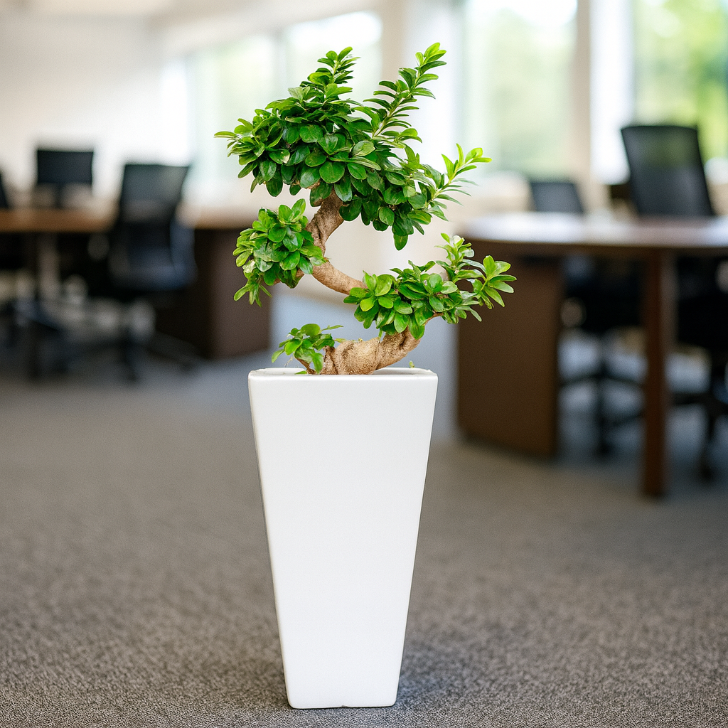 ガジュマルS字曲がり白陶器4