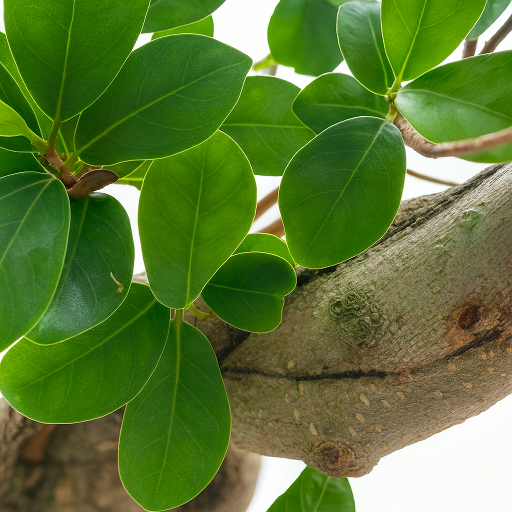 ガジュマルS字曲がり白陶器5