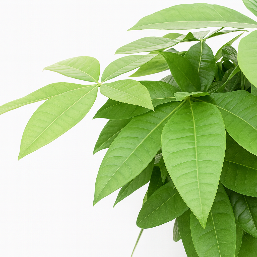 金運を呼び込むねじりパキラ白陶器5