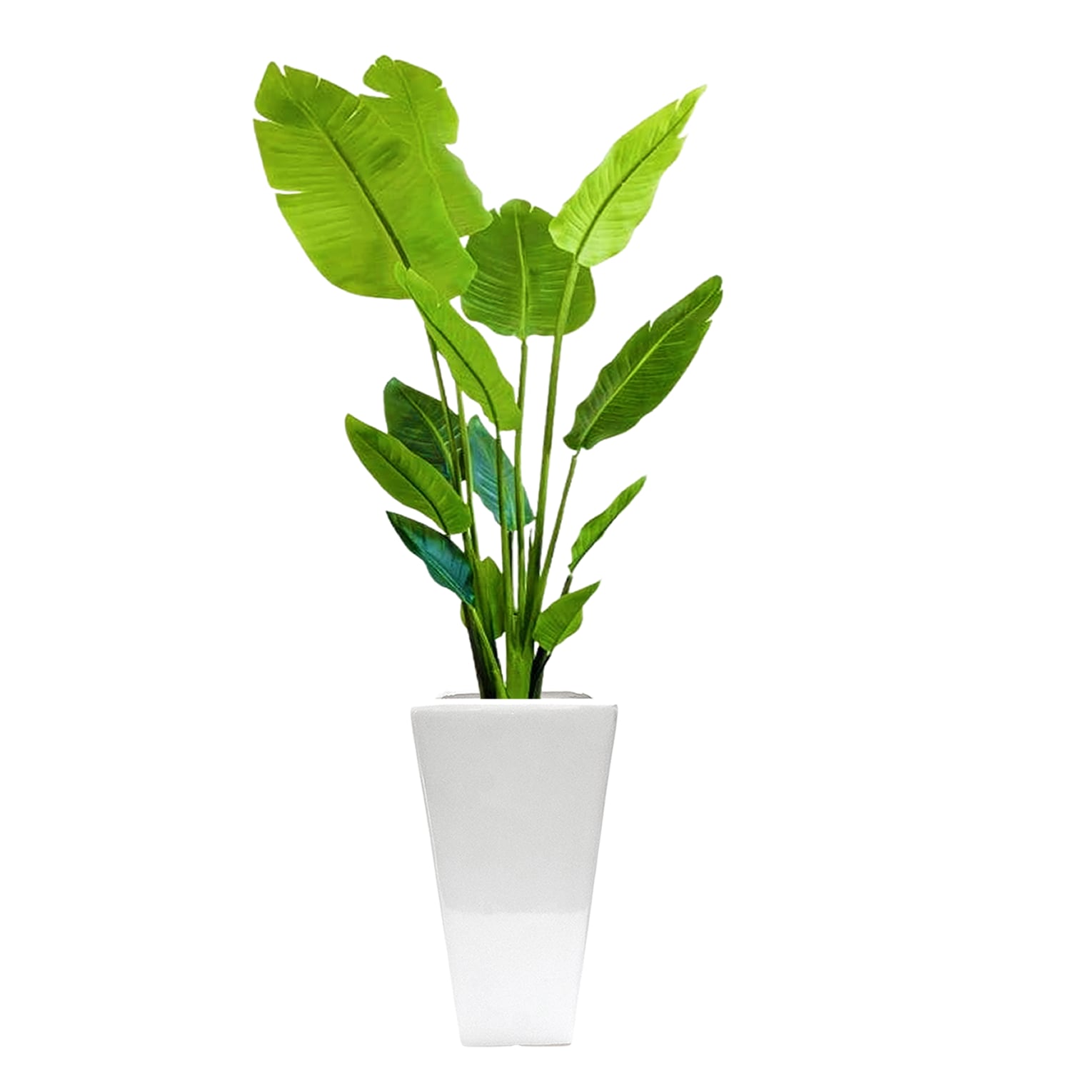 ストレリチア白陶器