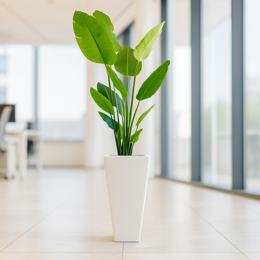 ストレリチア白陶器4