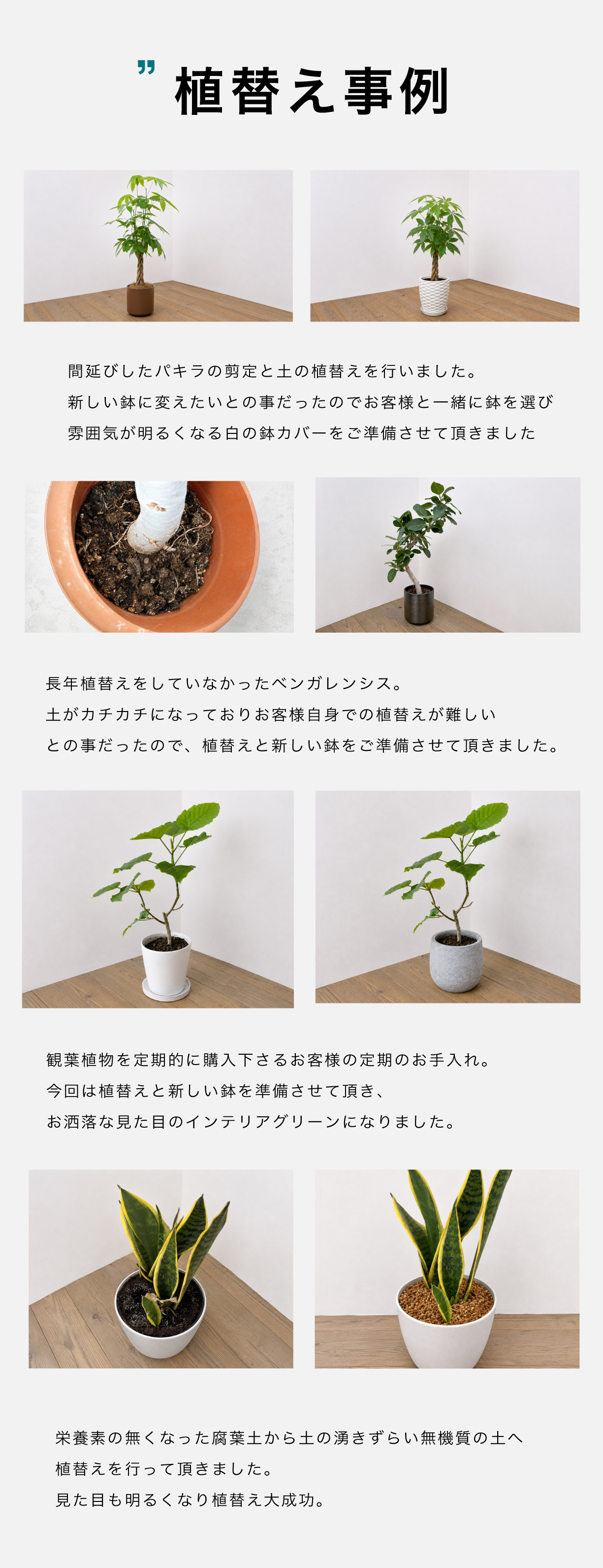 植え替え実績